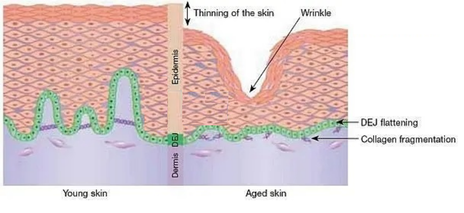 skin care compare